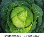 Soft focus of Big cabbage in the garden