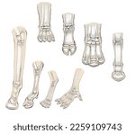 Zoology. mammals. homology. Comparison between the limbs of various mammals, with comparison of the shape and position of the various bones of the limb.
