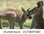 Cute Kangaroo Mother And Joey
