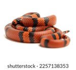 Pueblan Tangerine Honduran Milk snake
