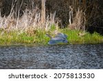 Great Blue Heron Gliding In The ...