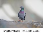 Rock pigeon posing at seaside rock. It is a large pigeon with wild and feral populations throughout the world. 