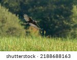 Turkey Vulture Flying Over A...