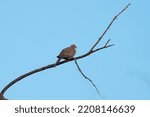 Small photo of Mourning Dove resting in forest. Svelte with a long, pointed tail. Plain brown overall with dark spots on wing.