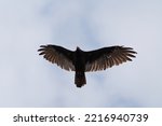 Turkey Vulture Flying In The...
