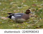 Small photo of Eurasian Wigeon feeding in meadowland. These ducks are beautiful and distinctive with rich reddish-brown head, buffy forehead, pearly gray body, and pinkish breast.