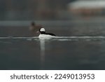 Small photo of Bufflehead resting at seaside, this is a buoyant, large-headed duck that abruptly vanishes and resurfaces as it feeds, the tiny Bufflehead spends winters bobbing in seaside bays.