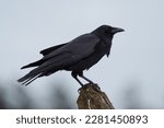 American crow is the common...