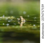 Small photo of Mallard duckling resting at lakeside. Mallards are large ducks with hefty bodies, rounded heads, and wide, flat bills.