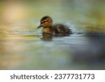 Small photo of Mallard duckling resting at lakeside. Mallards are large ducks with hefty bodies, rounded heads, and wide, flat bills.