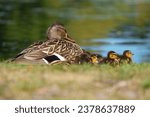 Small photo of Mallard mother and ducklings resting at lakeside. Mallards are large ducks with hefty bodies, rounded heads, and wide, flat bills.