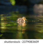 Small photo of Mallard duckling resting at lakeside. Mallards are large ducks with hefty bodies, rounded heads, and wide, flat bills.