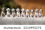 Small photo of dalmatian dog cute pet portrait