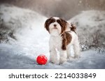 yorkshire terrier dog walking in snowy winter park