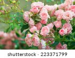Background of bouquet of pink blooming rose bush
