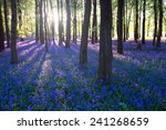 Purple Bluebell Woods In Early...