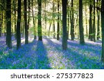 Purple Bluebell Woods In Early...