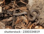 Striped kukri snake (Oligodon taeniatus, Colubridae), striped kukri snakelet is a non-venomous snake often found in residential areas.