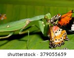 Praying Mantis Eating Butterfly