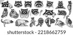 Vintage engrave isolated raccoon set illustration cut ink sketch. Wild pet background line racoon collection vector art