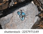 New Zealand half crab (Petrolisthes elongatus) juvenile.