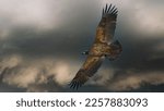 Small photo of An eagle soars through the turbulent sky, its powerful wings cutting through the stormy winds. The king of the sky, it rises above the chaos, fearless and unshaken, a symbol of strength.