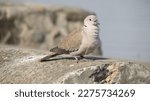 The Eurasian Collared Dove As...