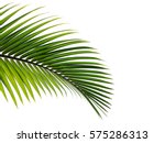 Palm leaves isolated on white...
