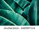 Tropical Foliage Texture  Large ...