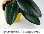 ficus tree in yellow pot on... | Shutterstock . vector #1780029983