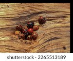Small photo of Ladybugs survive the cold weather by huddling up in winter. In this case, a log was chosen.