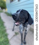 Small photo of GSP, my dog, out and about in the back yard, Black and white dog