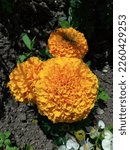 Small photo of Yellow marigold flowers shaped like Micky mouse head