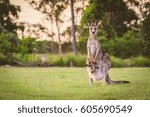 Eastern kangaroos in the wild