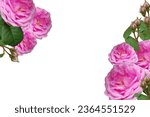 Isolated pink rose flowers and...