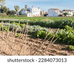 Small photo of orchard of Valencia, Spain. last unique redoubt in Europe that is disappearing through the big city
