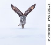Great Grey Owl  Strix Nebulosa  ...
