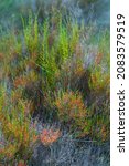 Small photo of Common glasswort (Salicornia europaea) plant in the Ebre Delta of the Ebre Delta Natural Park in Terres de l'Ebre region of Tarragona province in Catalonia Autonomous Communit
