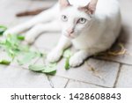 Small photo of Cat nip.White thai cat smelling green fresh catnip leaf and root at home.Herbal leaf cat nip for feel good and relaxation.