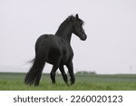 Small photo of Friesian gelding enjoying time on the meadow