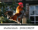Rooster of the altsteirer...