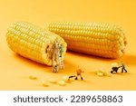 Small photo of Corn, creative photography, pictures of Lilliputian dolls and corn
