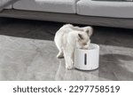 Pet cat drinking water using...