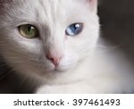 Pretty Snow White Cat With...