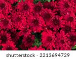 Natural Flower Background.  Red ...