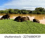 Capybaras Near The Lake In Teh...