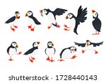 Set of atlantic puffin bird in different poses cartoon animal design flat vector illustration isolated on white background