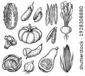 fresh vegetables sketches set.... | Shutterstock .eps vector #1928308880