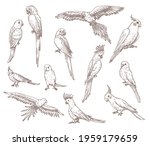 Hand Drawn Sketches Of Parrots. ...