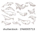 Species Of Whales Isolated Hand ...